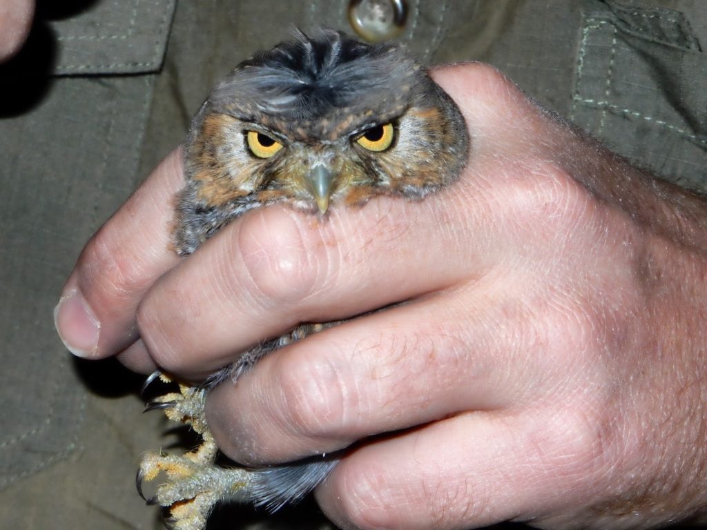 Grumpy Elf Owl