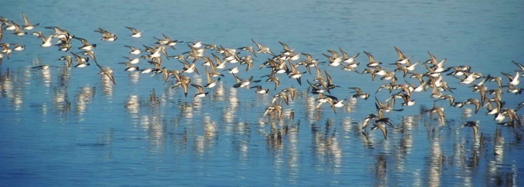 Sanderlings flying over Elkhorn Slough in Moss Landing, CA.
