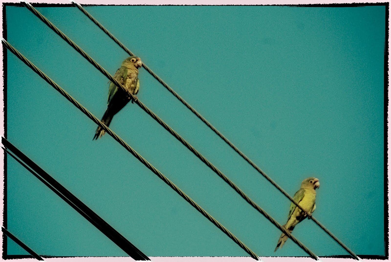 Parrots in Corozalito