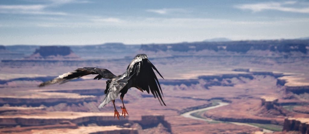 common raven takes flight over the Green River.