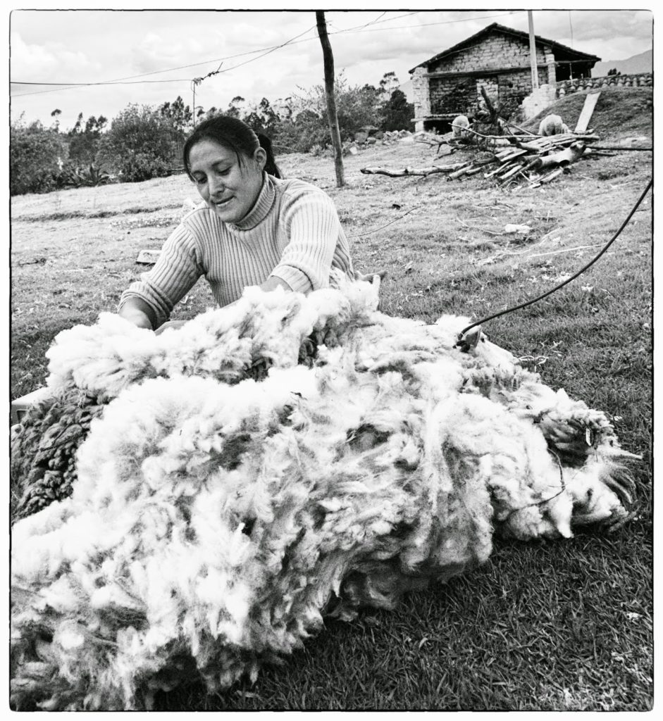 We helped a local woman sheer her sheep with SCISSORS. The sheep is bound for three hours while she gently removes her wooly coat.