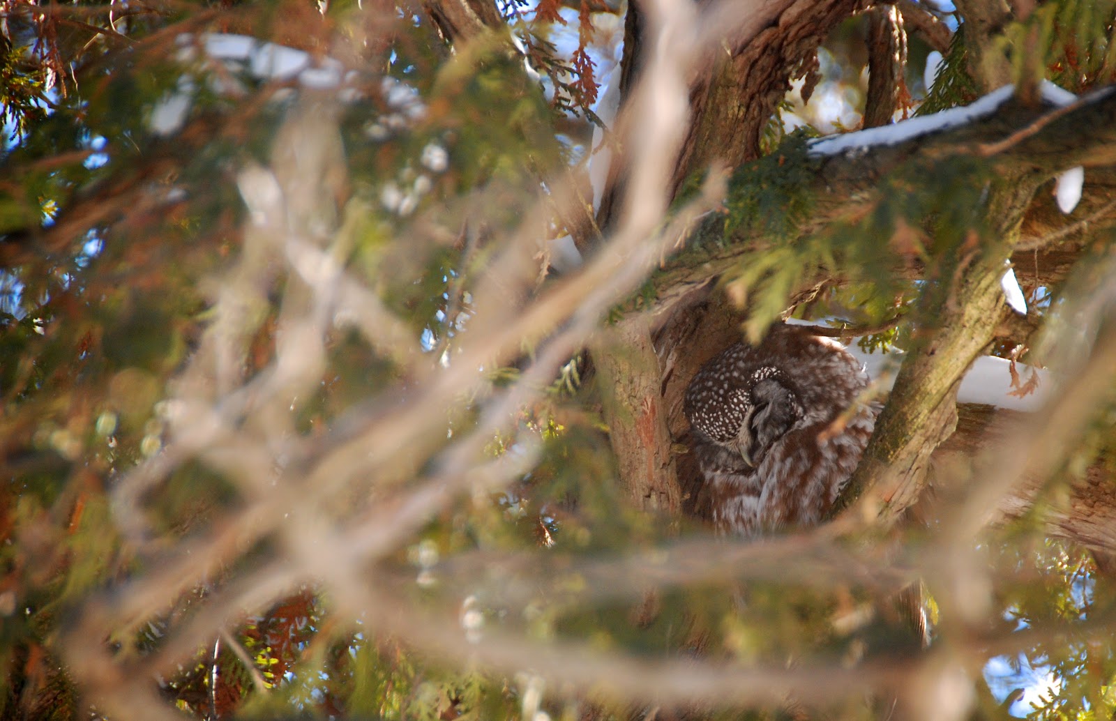 Sleepy Boreal Owl.