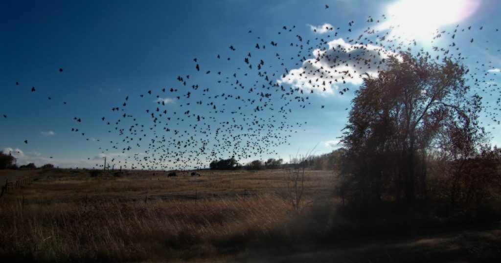 Birds flying through the sky 