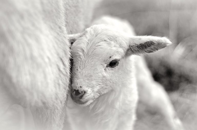 A few hours old, this lamb cuddles against his mother.