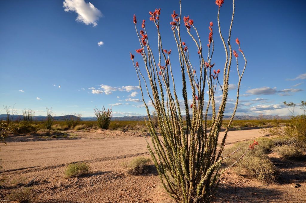 Ocotillo displays its gorgeous blooms. It reminds me of the underwater world plants in Super Mario Bros 3.