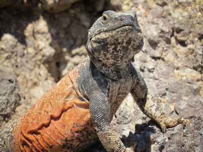 This chuckwalla basks in the desert sun, proudly showing off his designer reptilian suit.