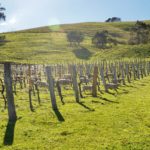The Ensay vineyard