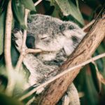 Eucalyptus Dreams Baby Sleeping Koala