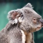 Grumpy Koala