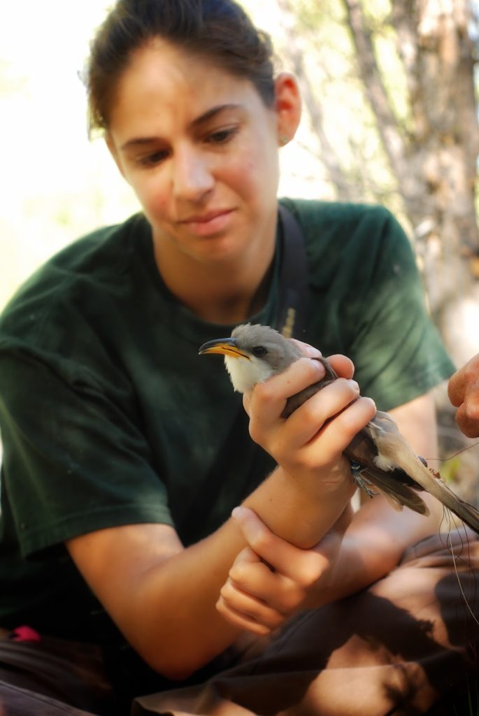 Yellow-billed Cuckoo in hand