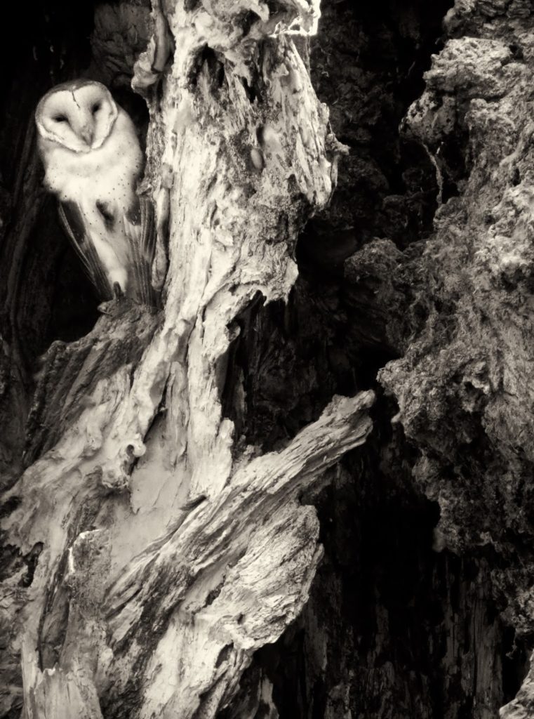 A Barn Owl mother sitting with her hidden nestlings