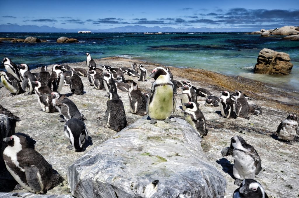 African penguin colony with a green king at Boulder Beach
