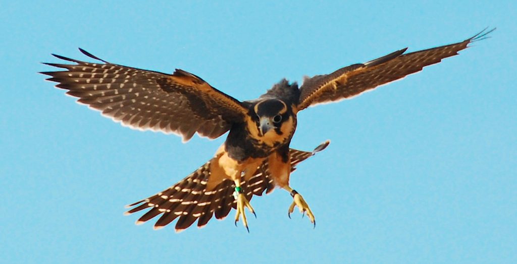 Aplomado Falcon in West Texas