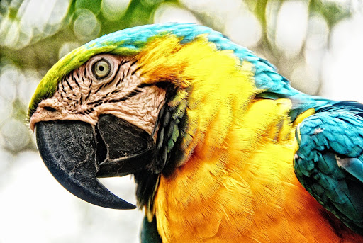 Blue-and-gold Macaw in the Amazon