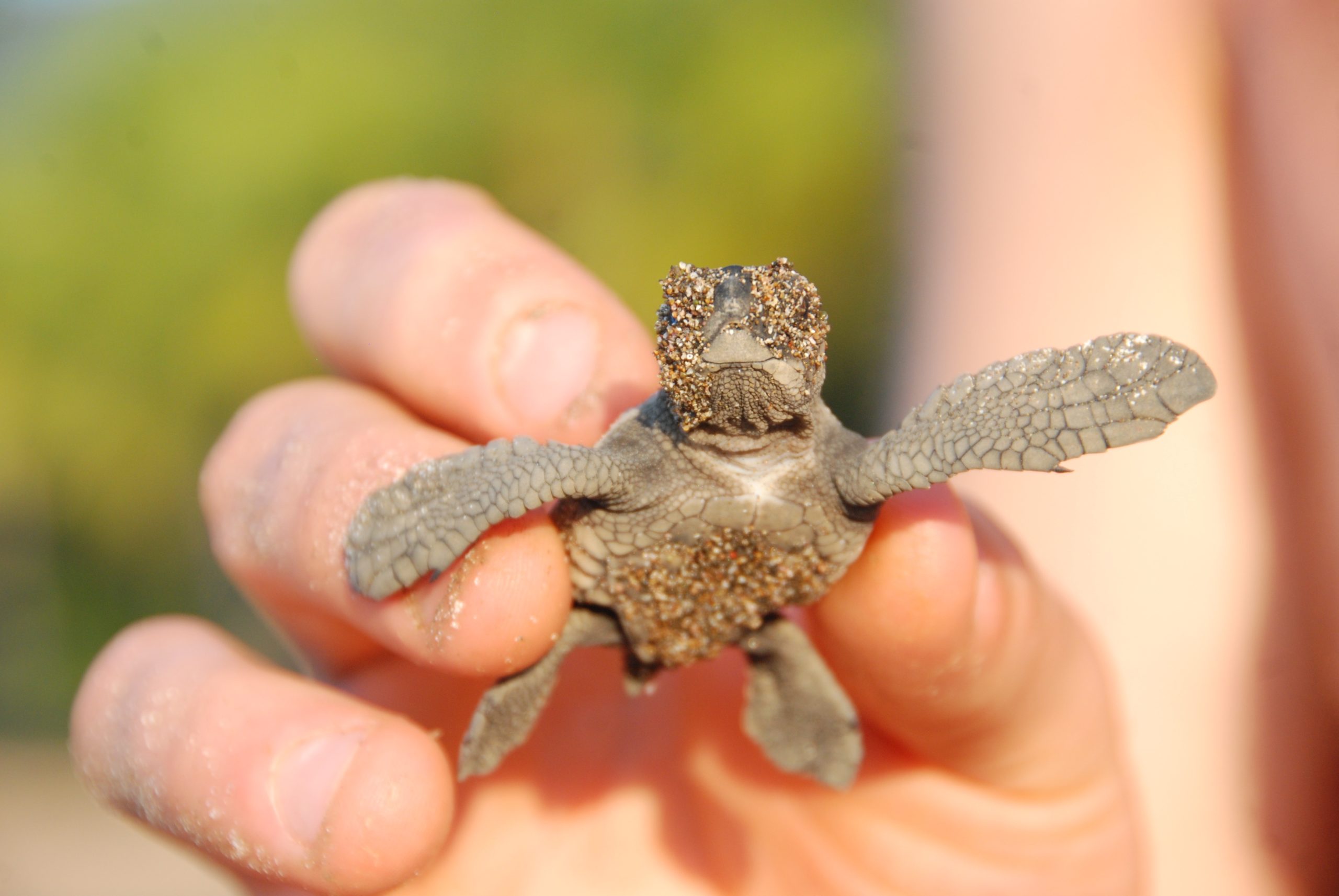 Olive Ridley "lora" sea turtles. Best birthday ever!