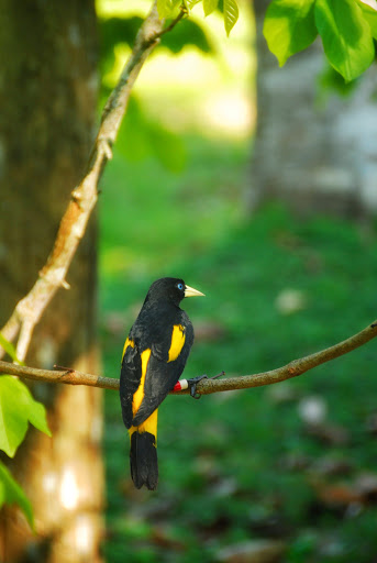 Yellow-rumed Cacique in the Amazon of Peru