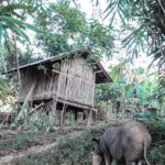 Pigs are important in the Karen villages