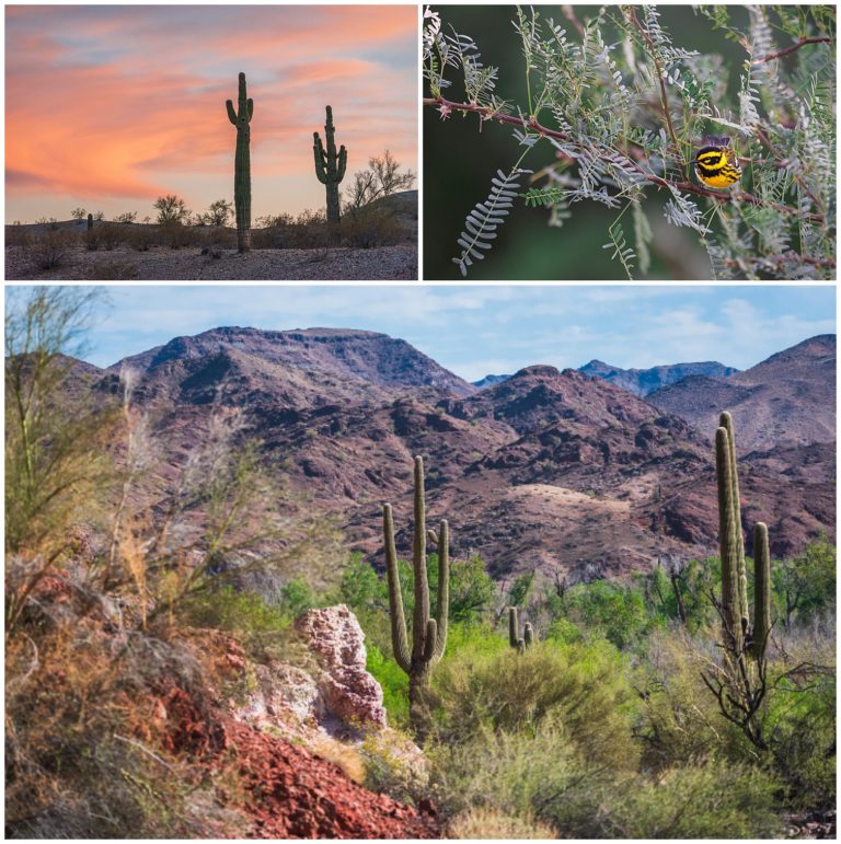 Colorful Sonoran Desert