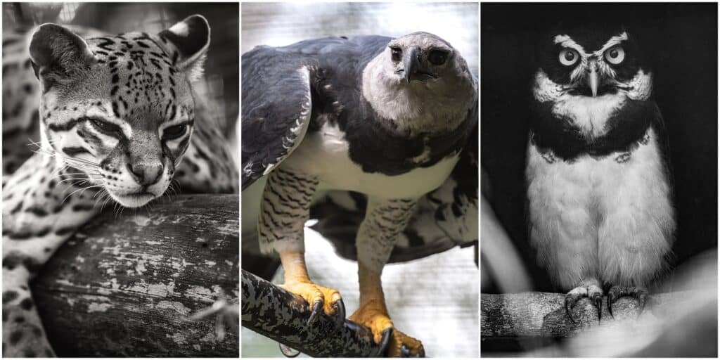 Belize Zoo Ocelot, Harpy Eagle, Spectacled Owl