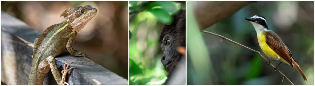 Belize Zoo