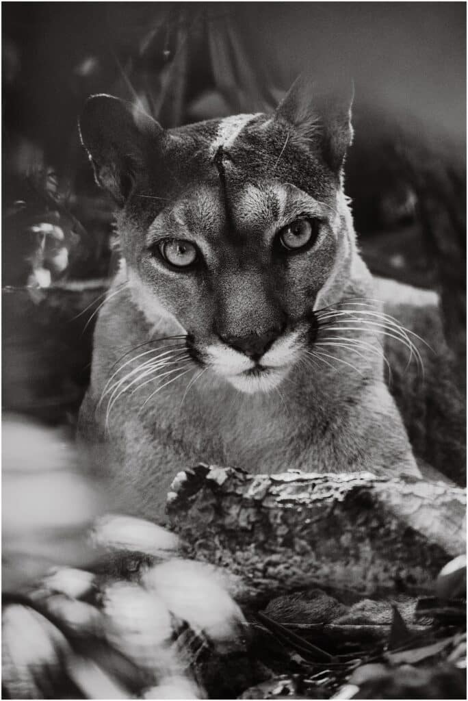 Cougar Belize