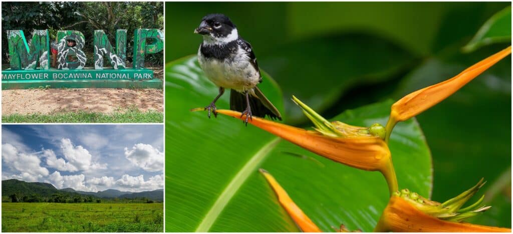 Bocawine National Park Belize