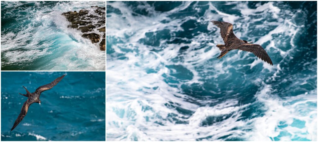 Great Frigatebird against Kauai Ocean Crashing