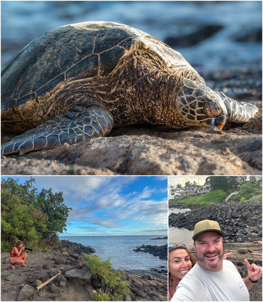 Green sea turtles in Kauai