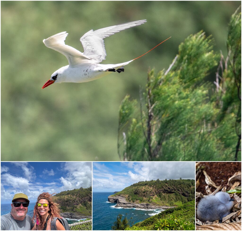 Red-tailed Tropicbird at Kilauea Point Kauai